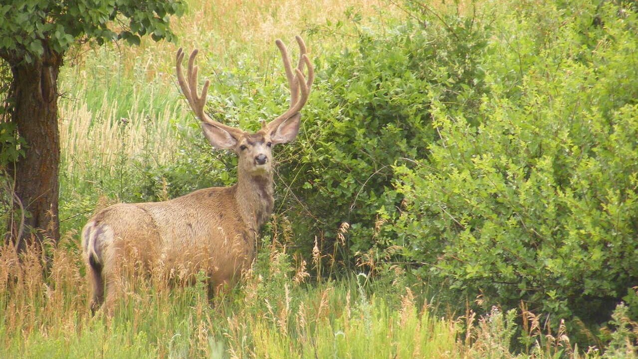 Photo of Others in Missouri Heights