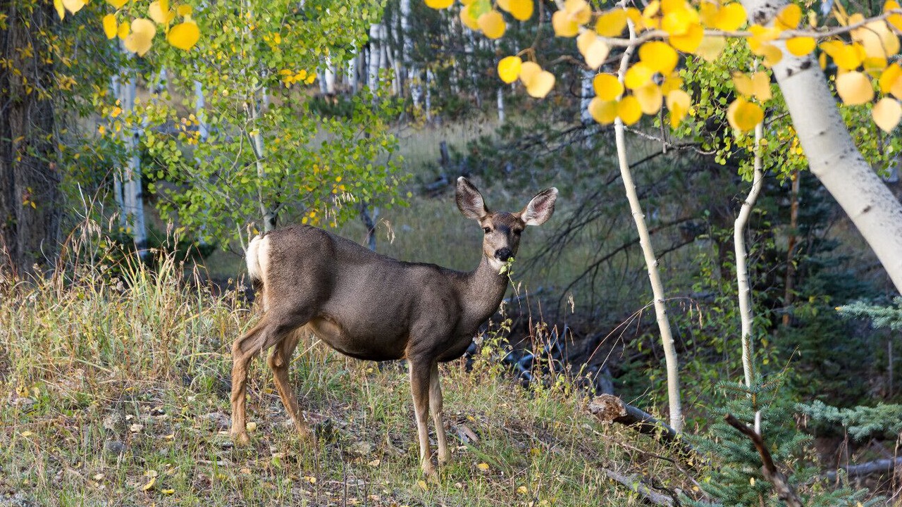 Photo of Others in Jasper