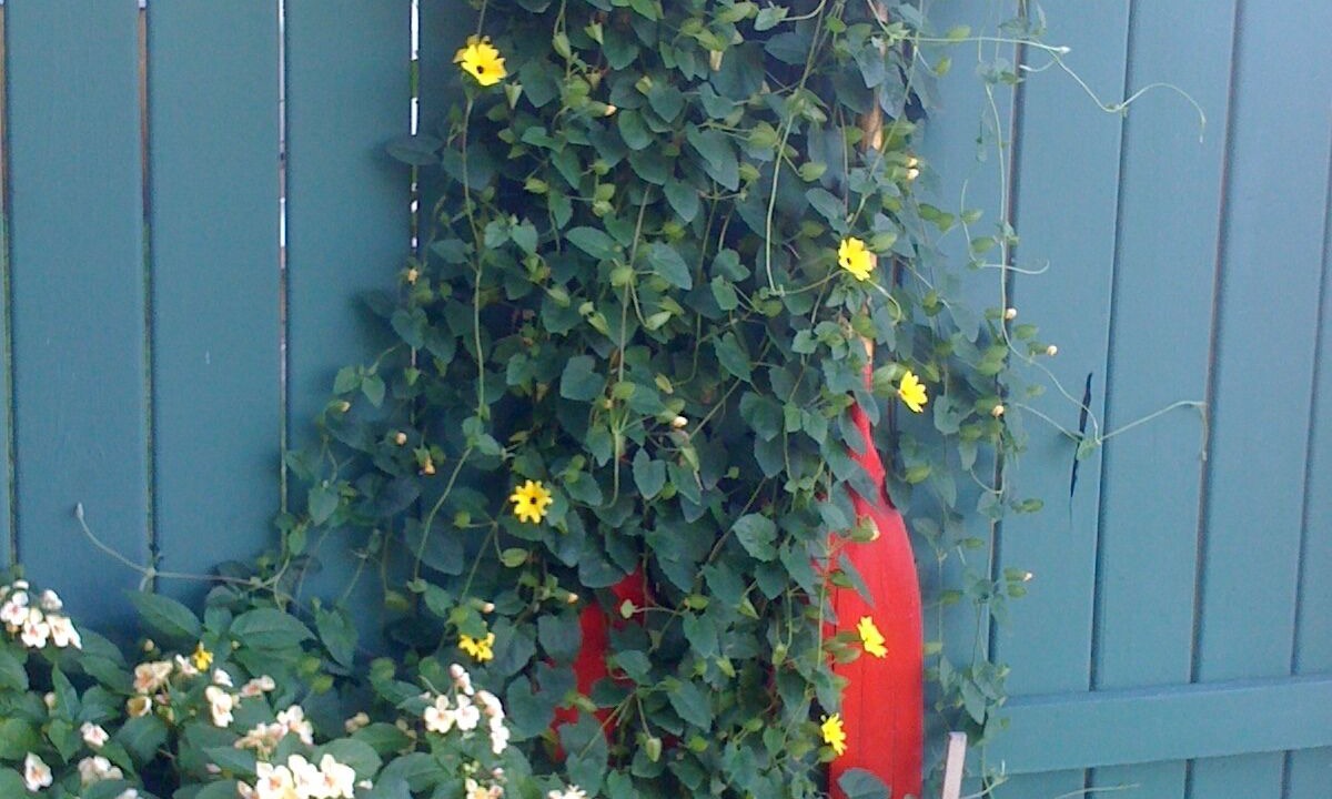 Photo of Outdoor in Paw Paw