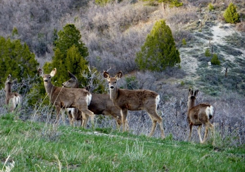 Photo of Others in Duck Creek Village