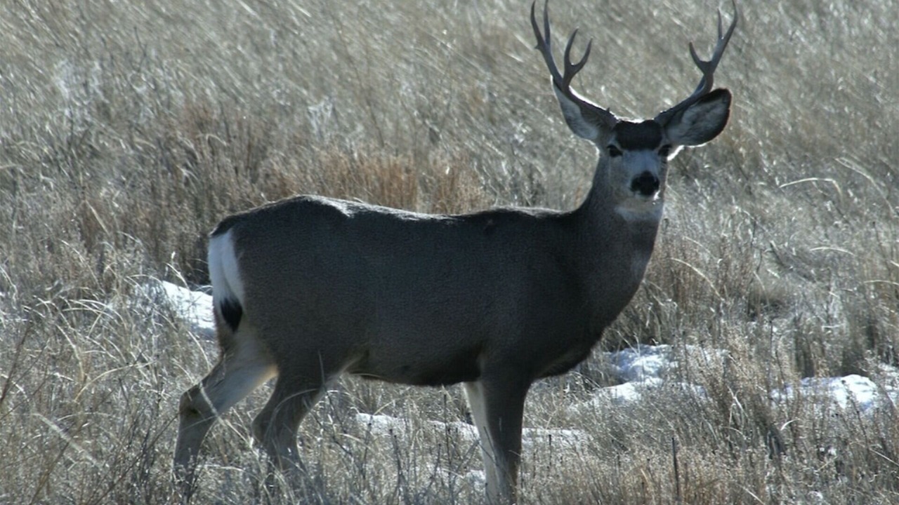 Photo of Others in Woodland Park