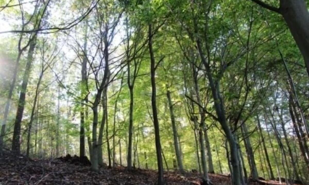 Photo of Outdoor in Logan