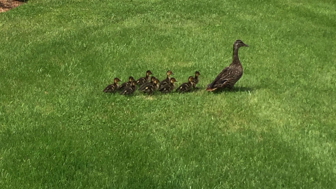 Photo of Others in Brant Point