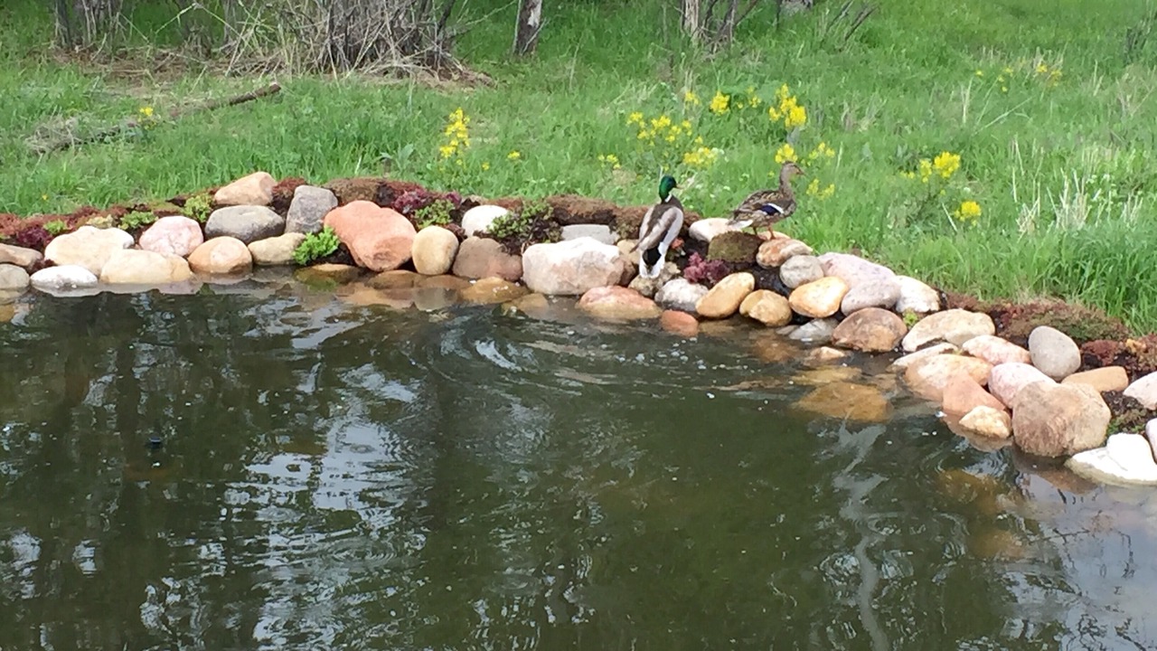 Photo of Others in Golden