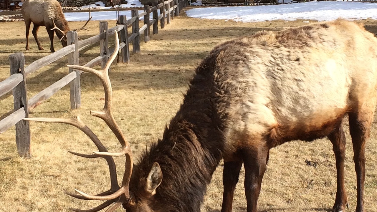 Photo of Others in Estes Park