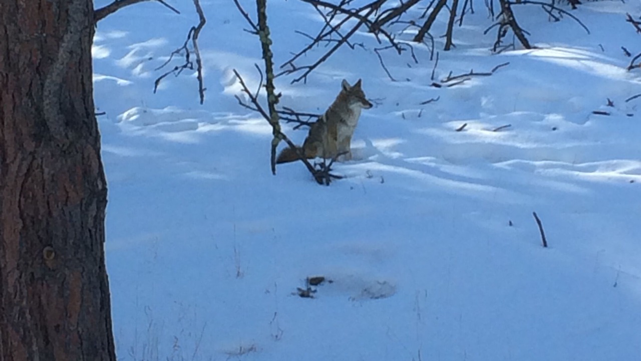 Photo of Others in Estes Park