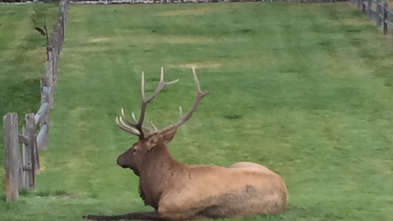 Photo of Others in Estes Park