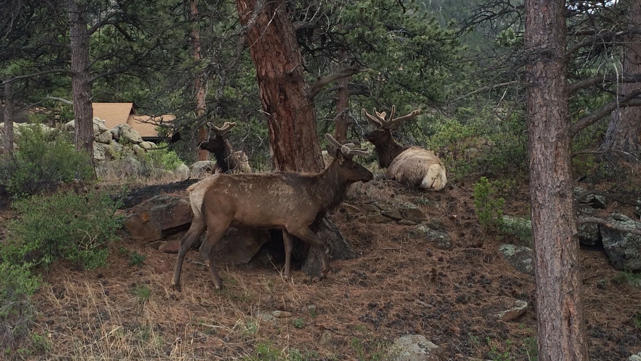 Photo of Outdoor in Estes Park
