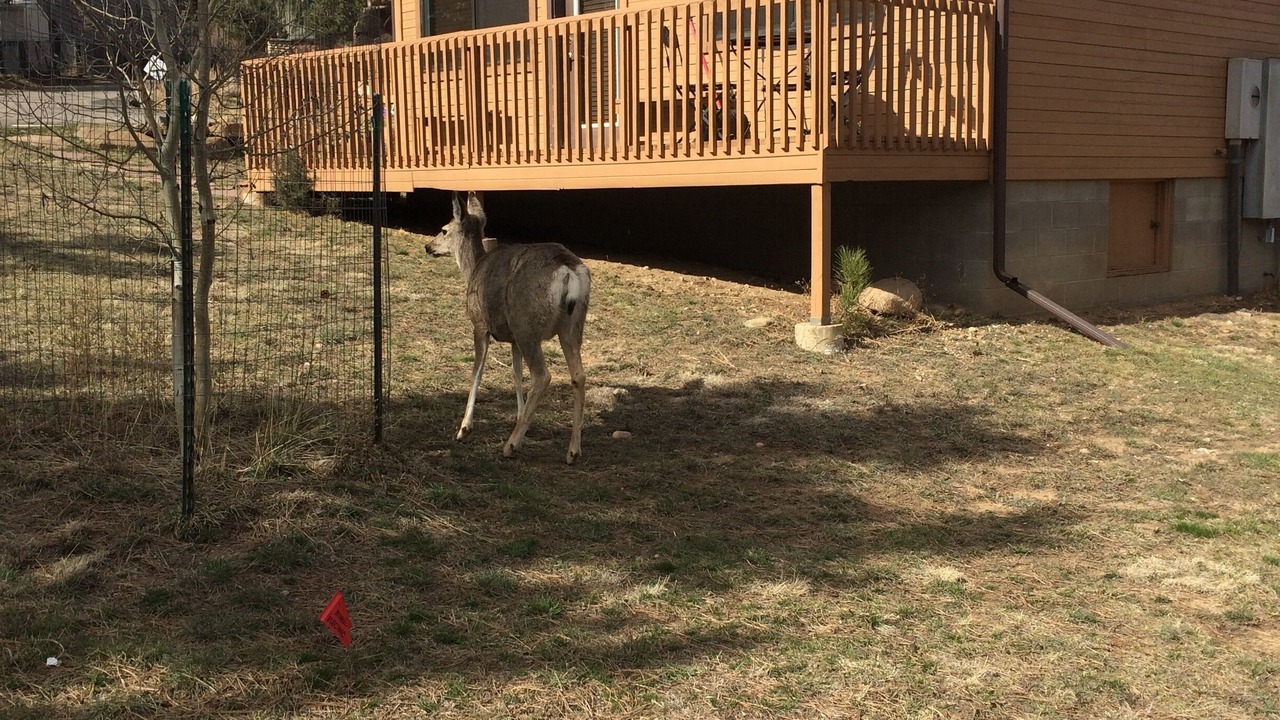 Photo of Outdoor in Estes Park