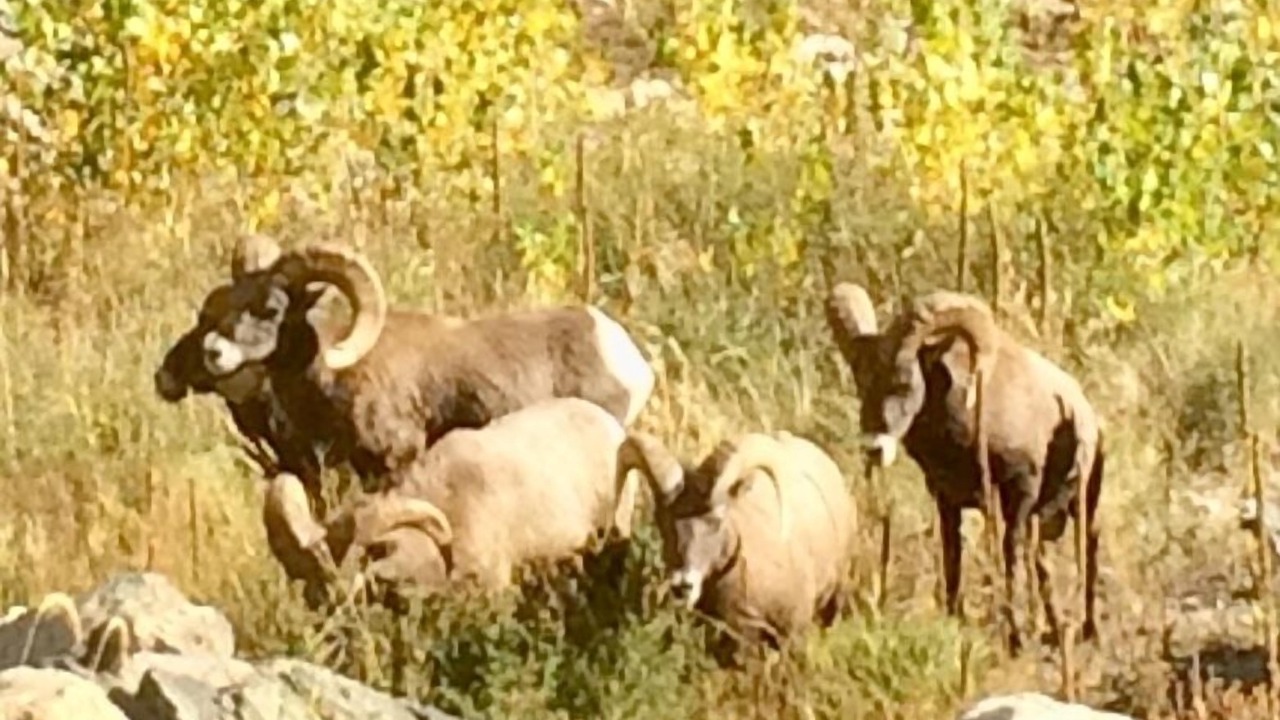 Photo of Outdoor in Estes Park