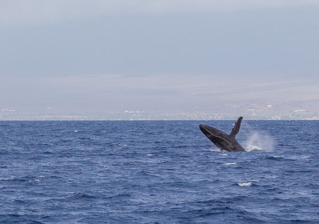 Photo of Others in Kihei