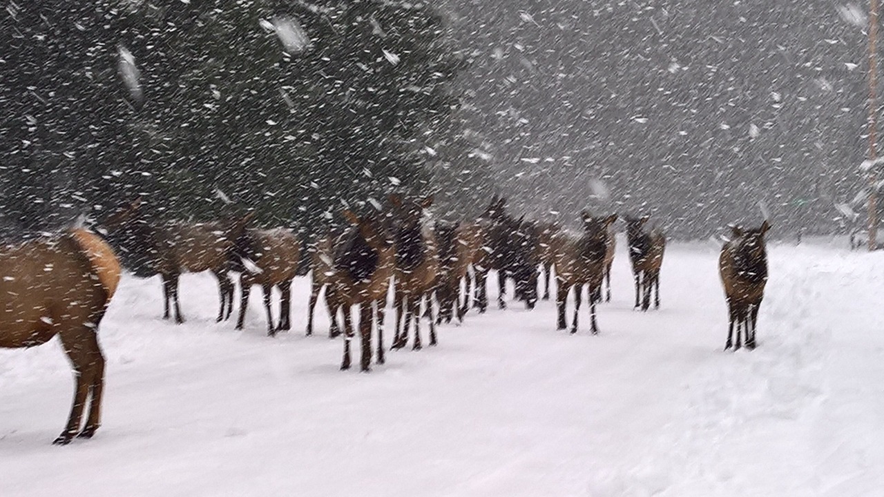 Photo of Others in Enumclaw
