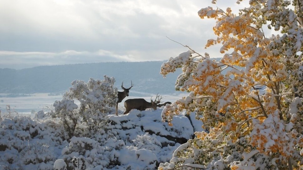 Photo of Others in La Veta