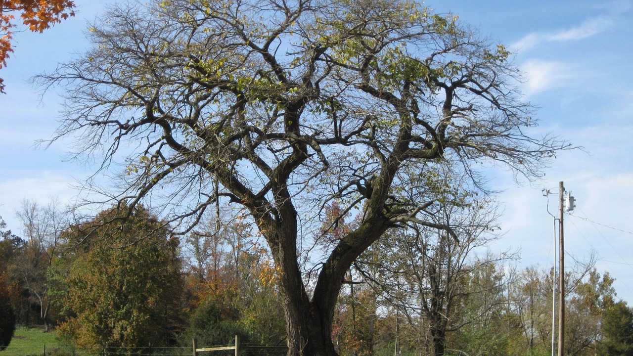 Photo of Outdoor in Johnson City