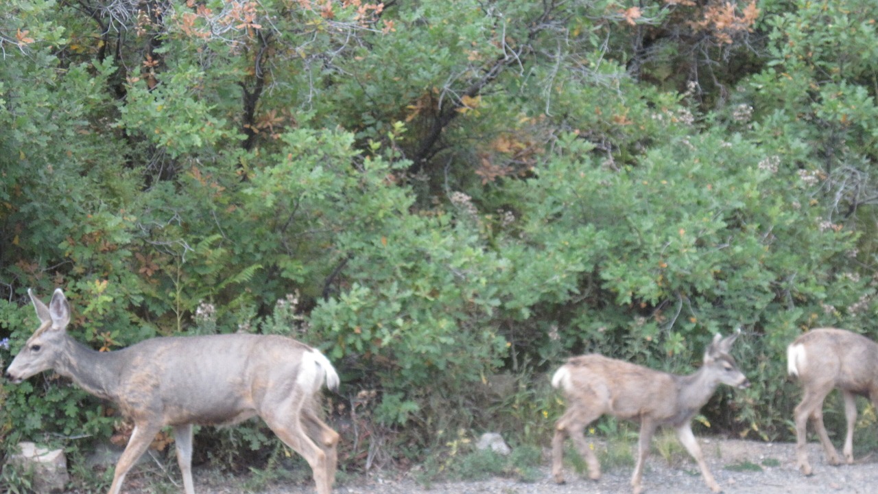 Photo of Others in San Juan River Village