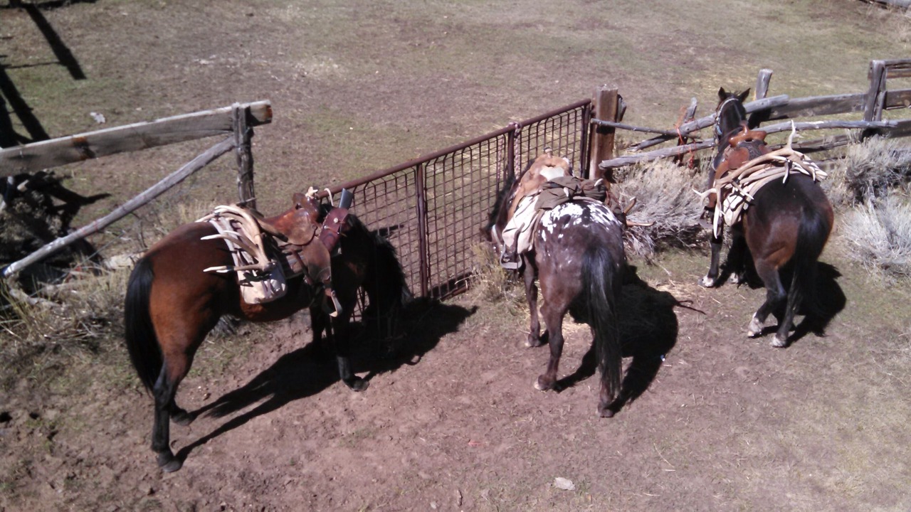 Photo of Others in Questa