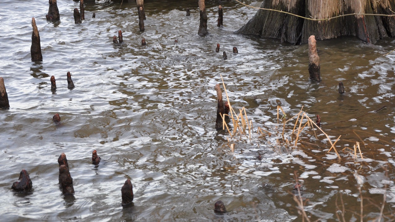 Photo of Others in Wynnburg