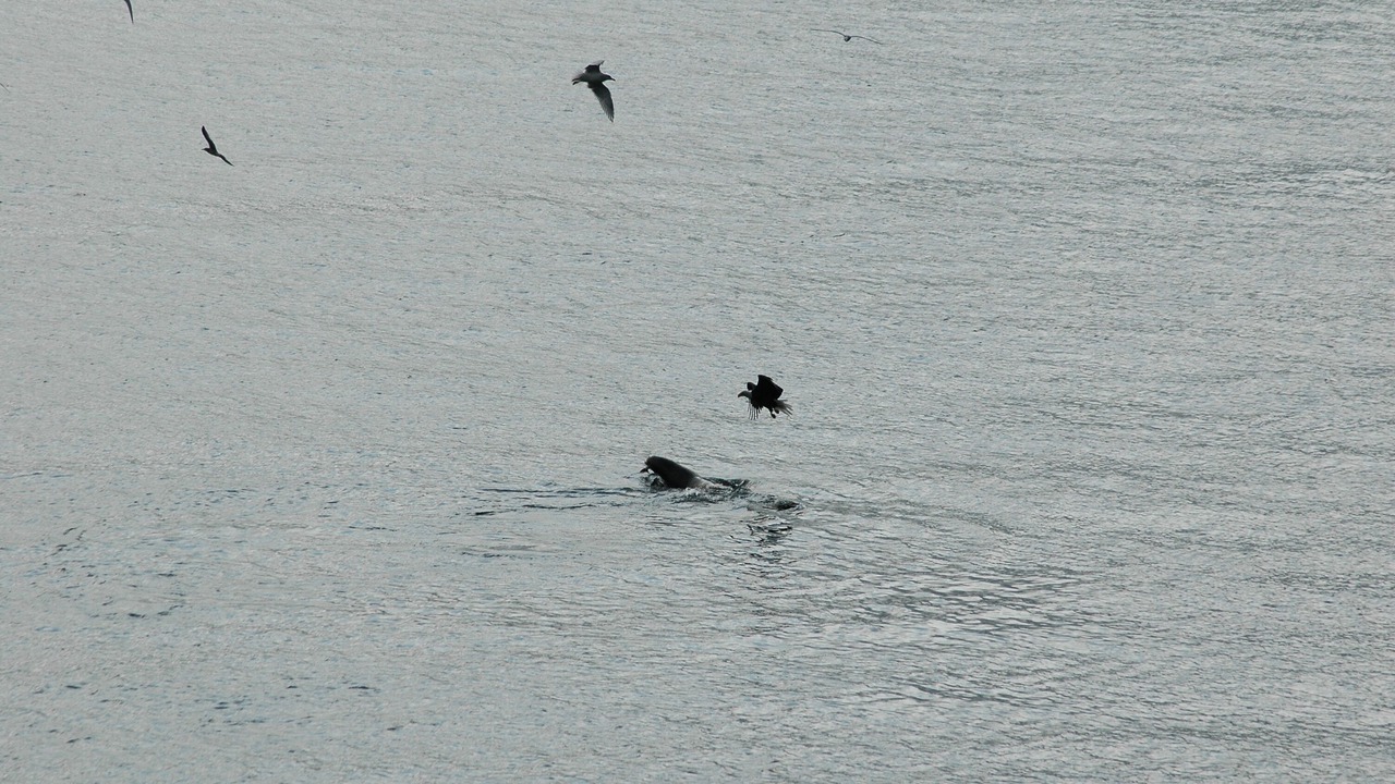Photo of Others in Bainbridge Island