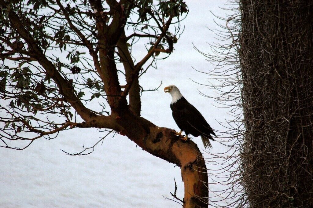 Photo of Others in Bainbridge Island