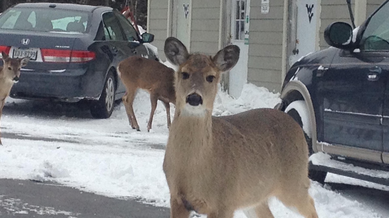 Photo of Outdoor in Snowshoe