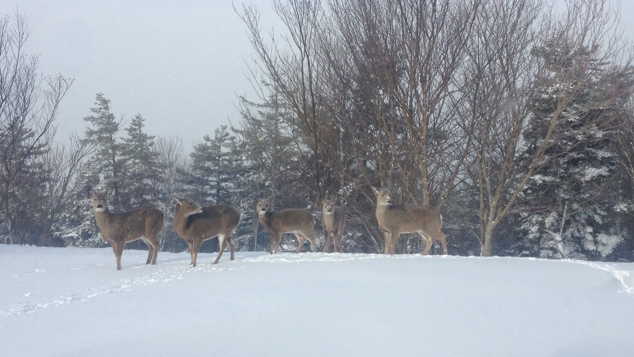 Photo of Others in Snowshoe