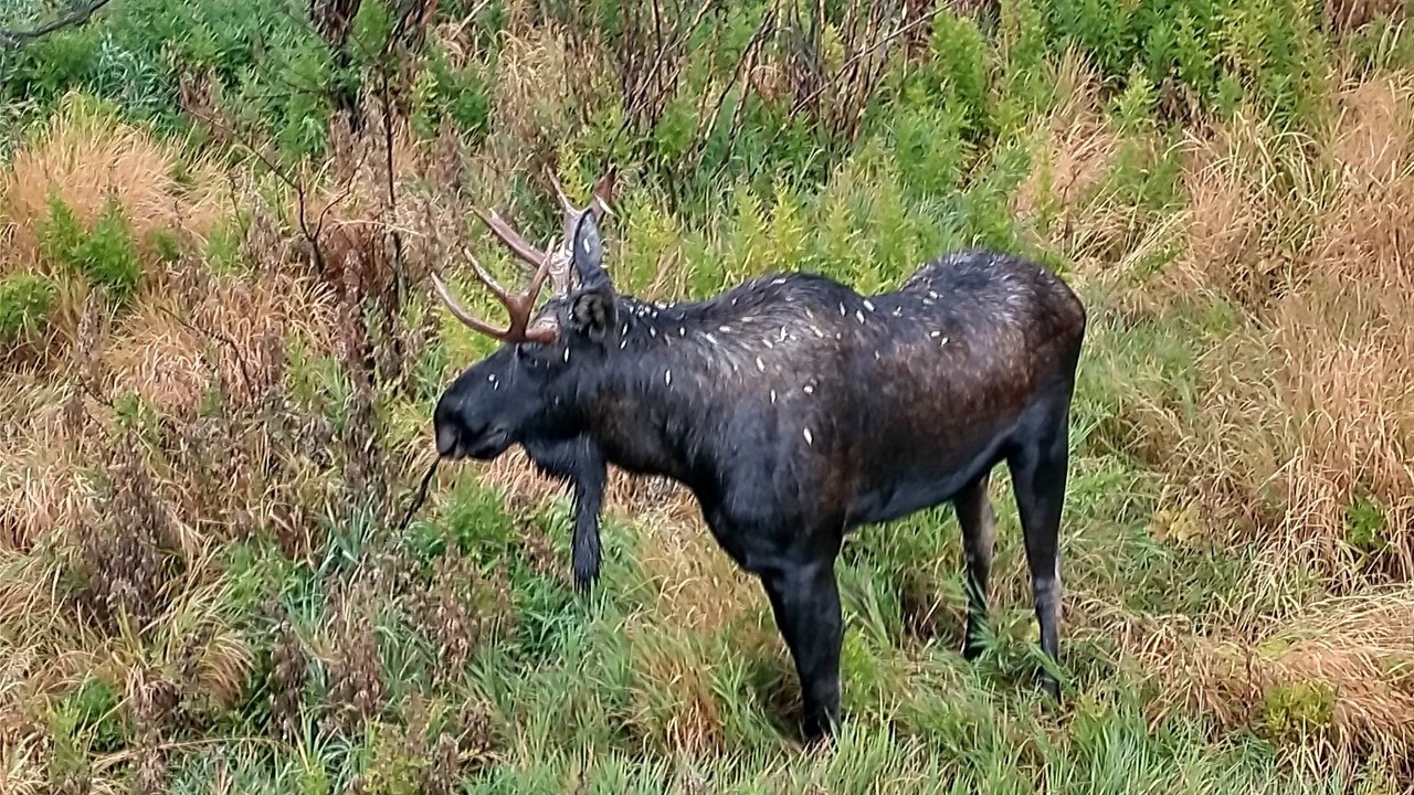Photo of Others in Wildernest