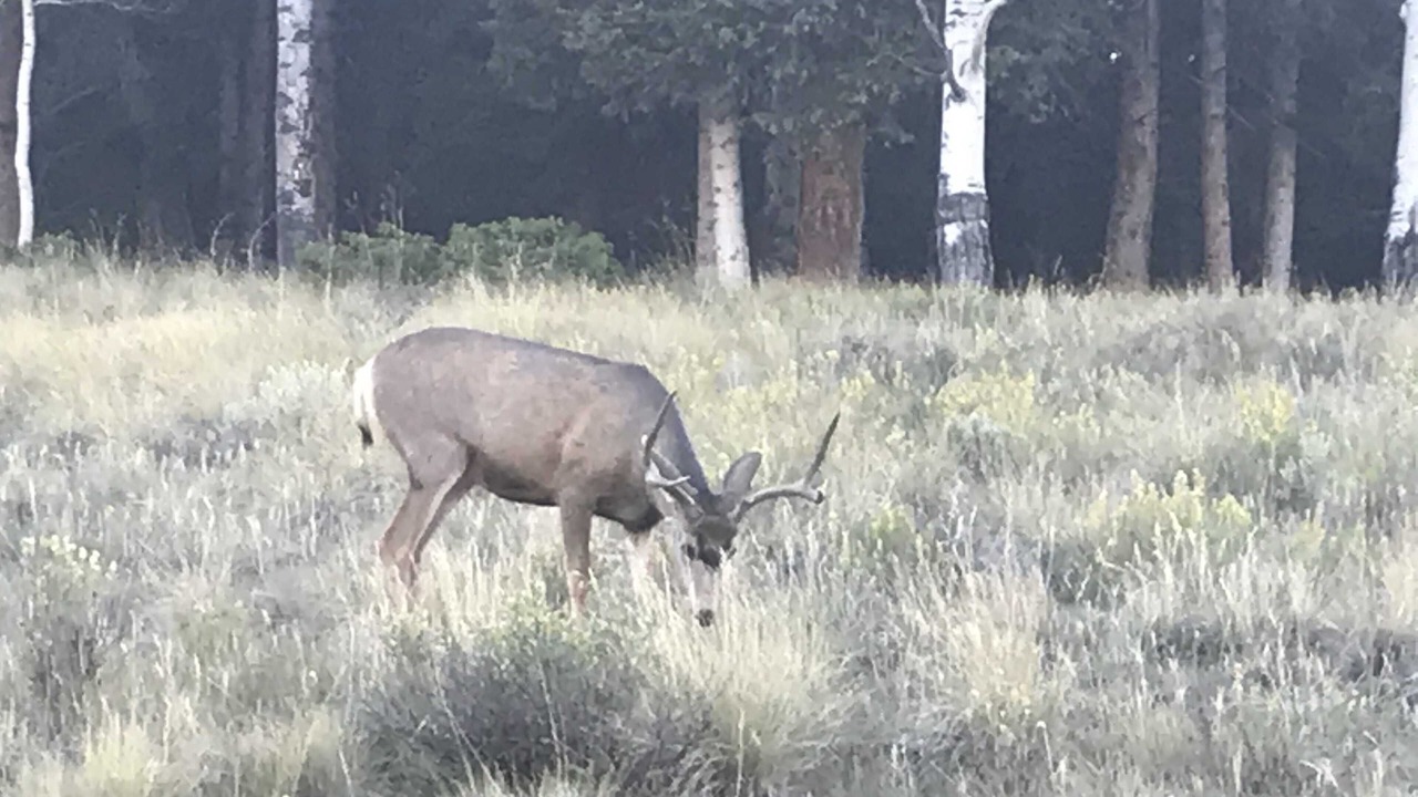 Photo of Others in Cimarron