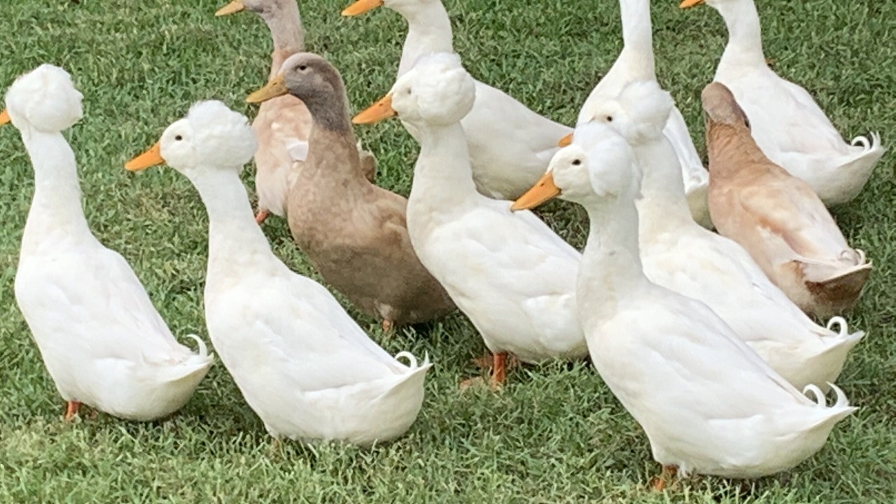 Photo of Others in Demere Park