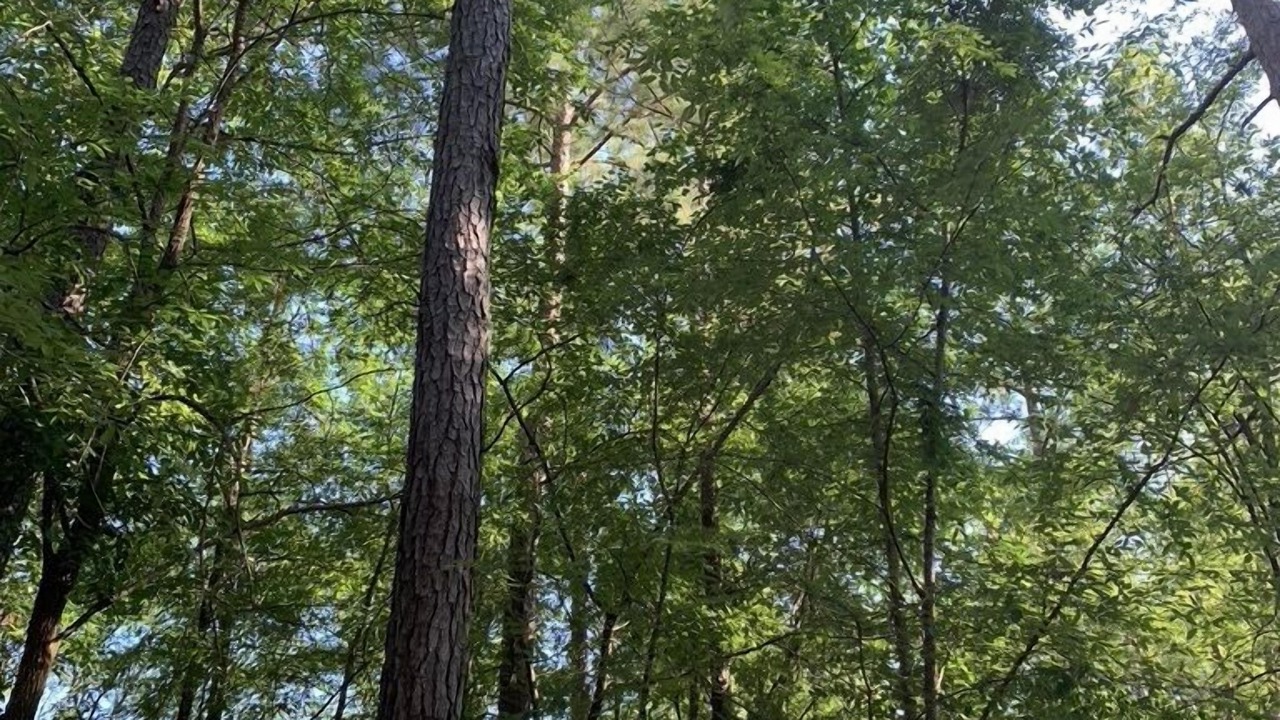 Photo of Outdoor in Eatonton