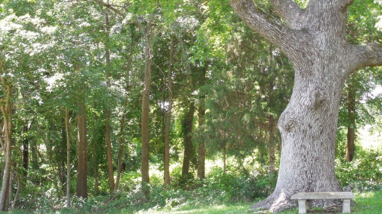 Photo of Others in Mineola