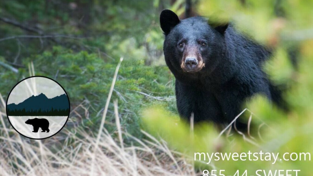 Photo of Others in Pigeon Forge