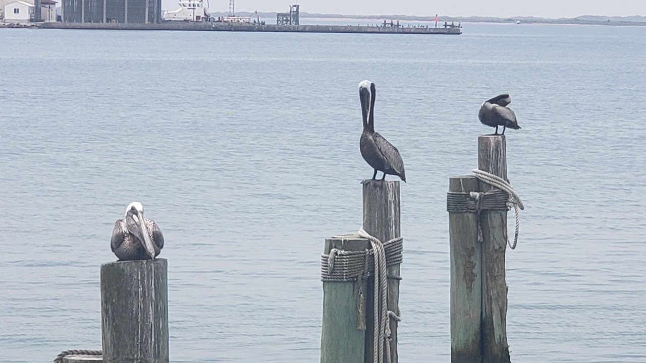 Photo of Others in South Padre Island