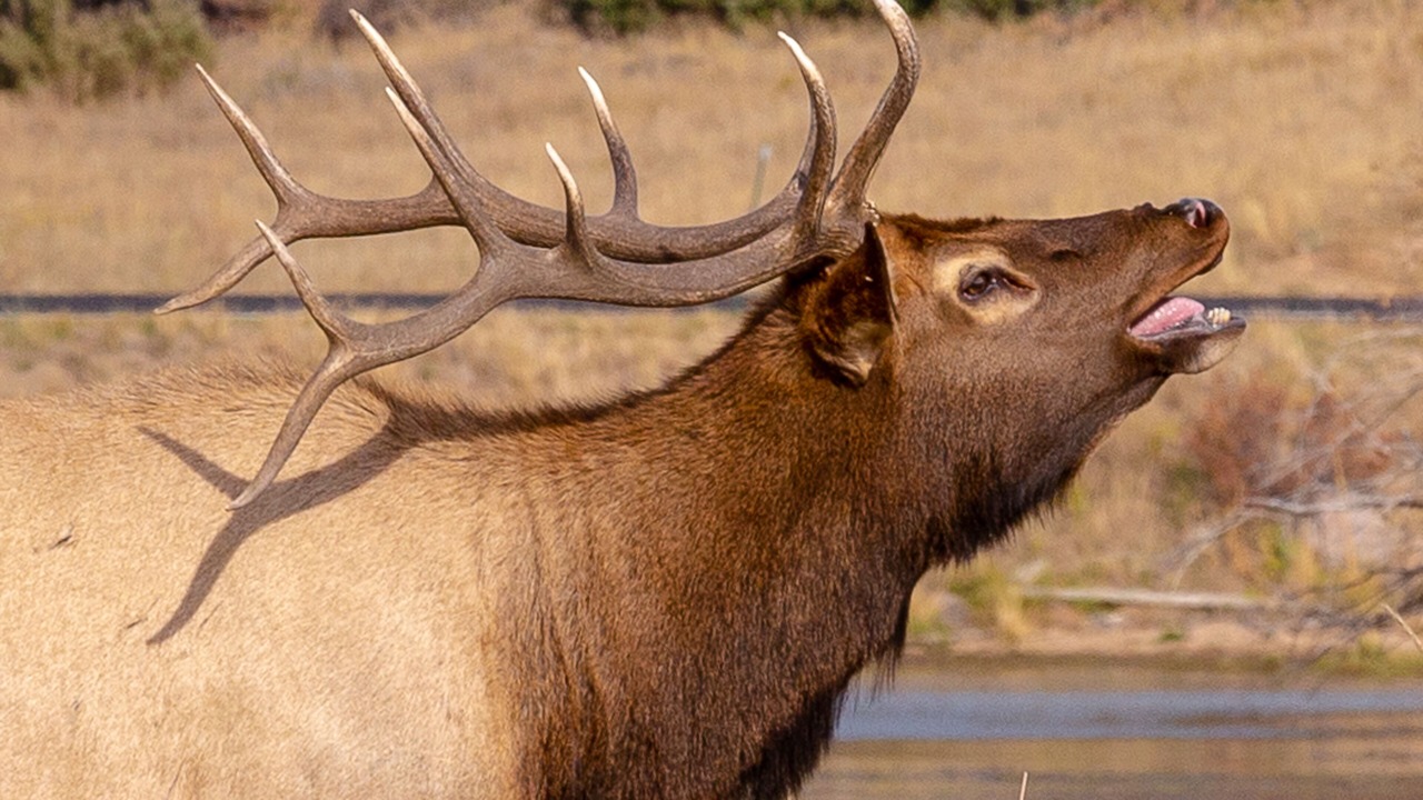 Photo of Others in Estes Park