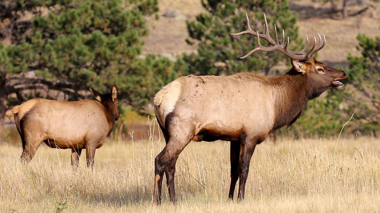 Photo of Outdoor in Estes Park