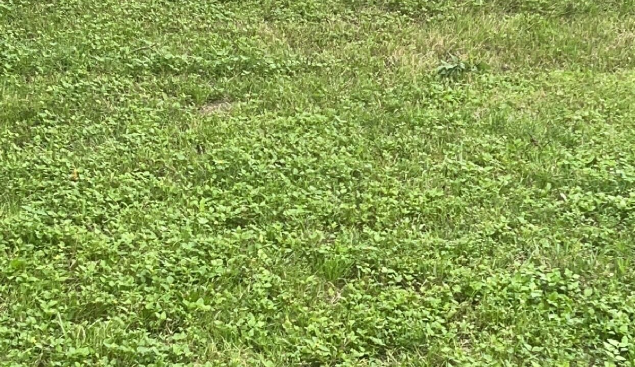 Photo of Outdoor in College Station