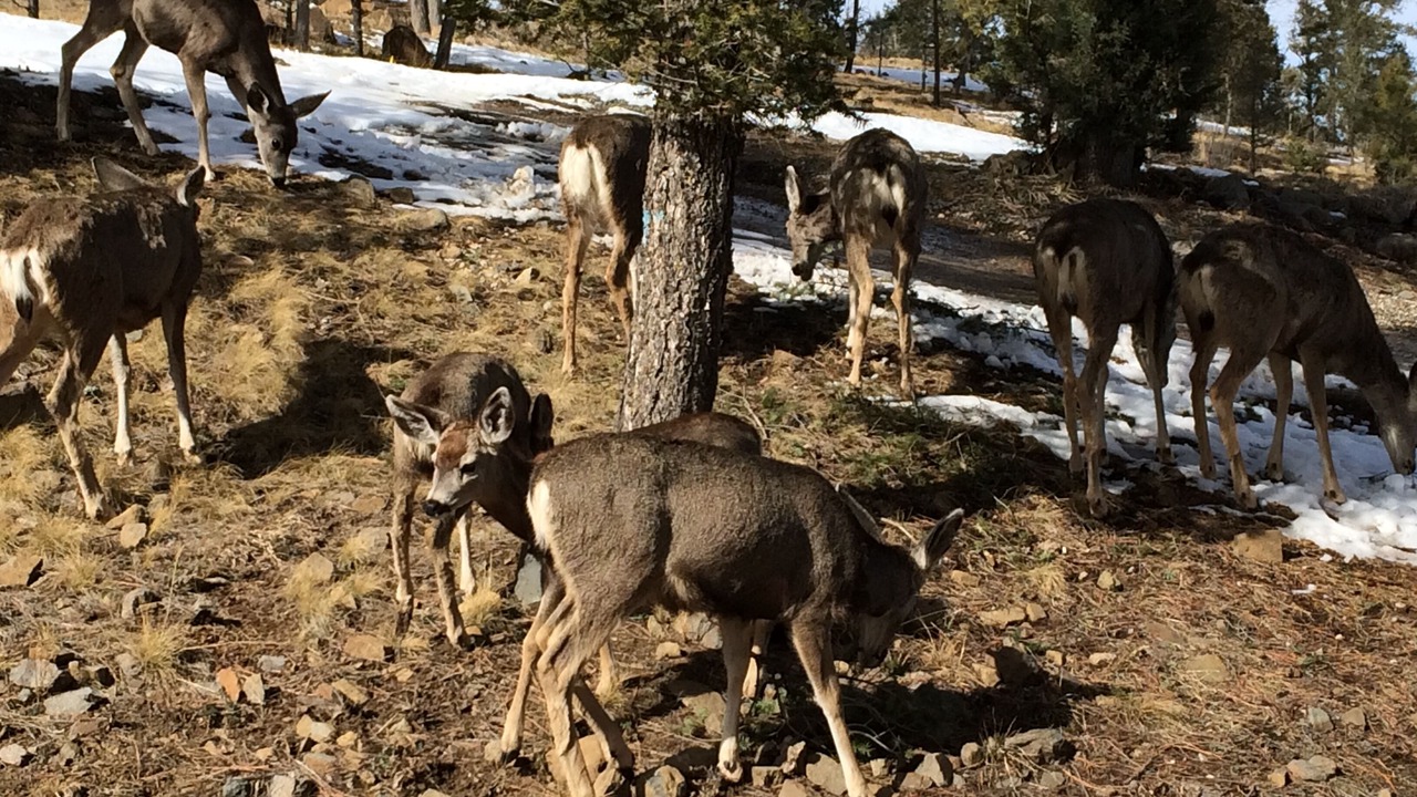 Photo of Others in Ruidoso