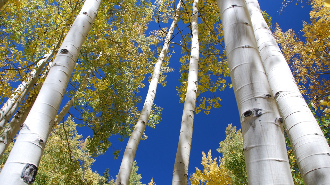 Photo of Others in Vail