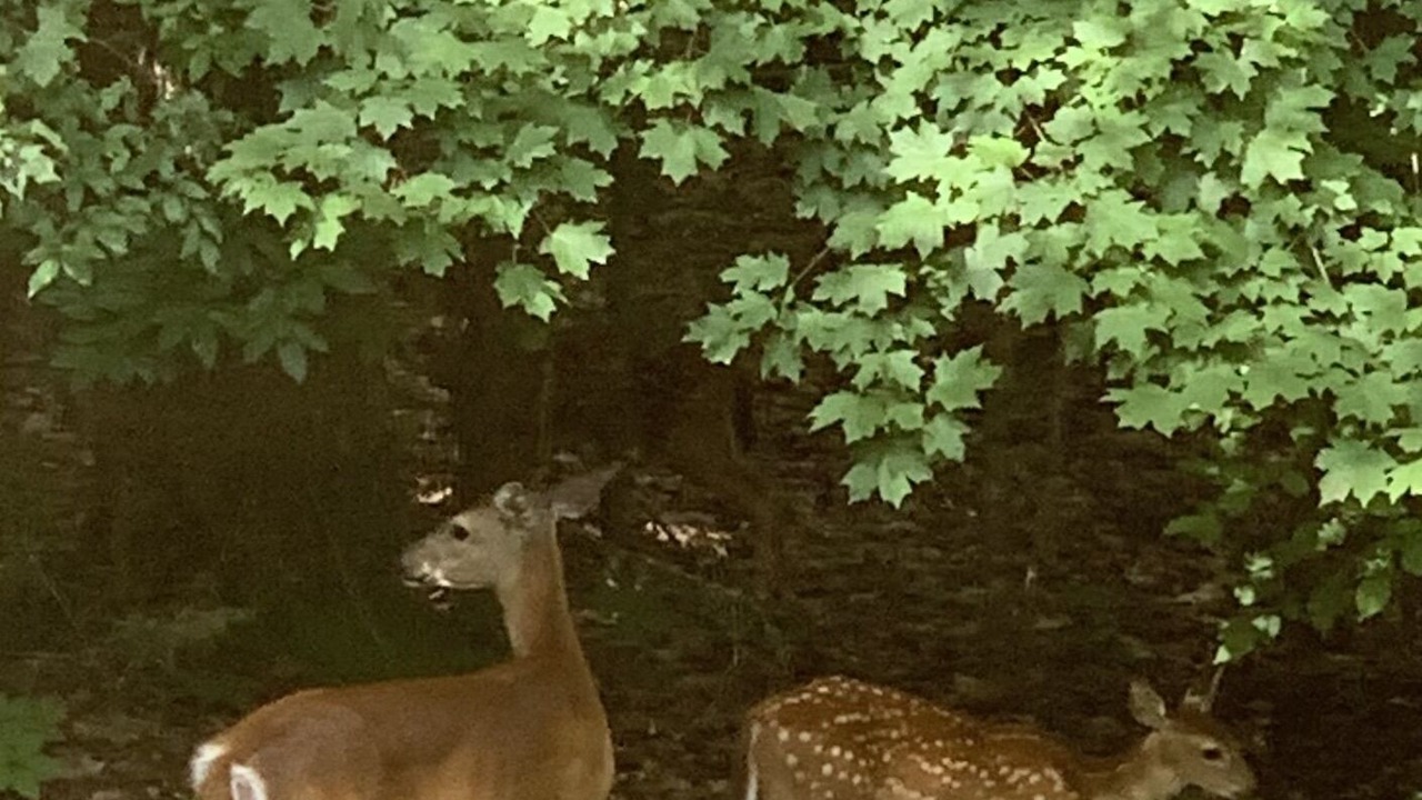 Photo of Others in Franklin