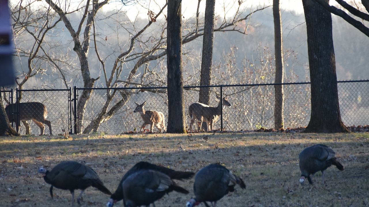 Photo of Others in Donelson