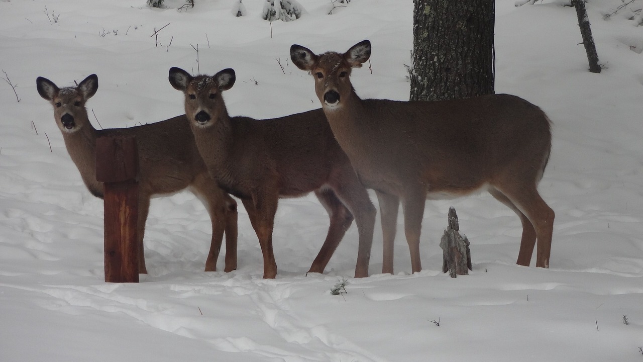 Photo of Others in Watersmeet