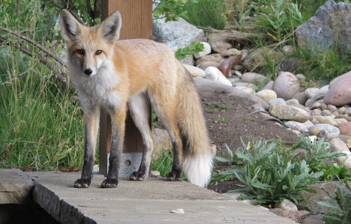 Photo of Others in Crested Butte