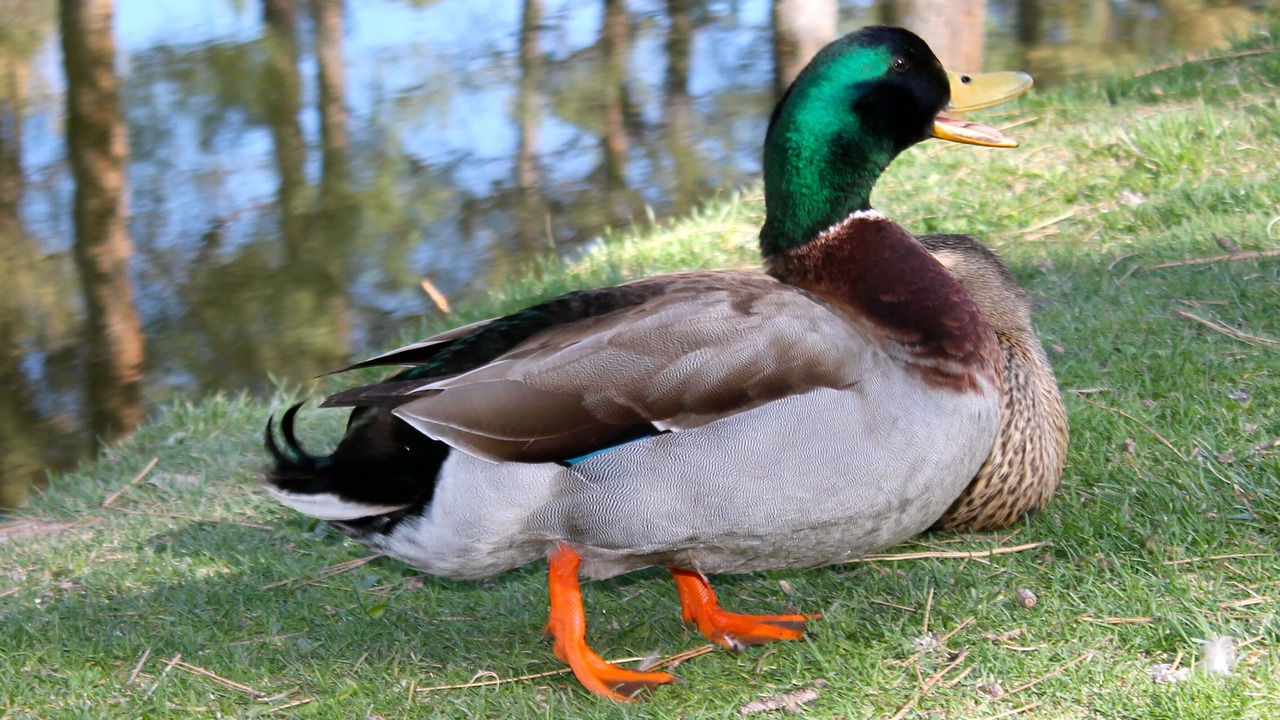 Photo of Others in Ruidoso