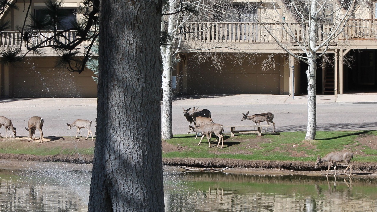 Photo of Outdoor in Ruidoso