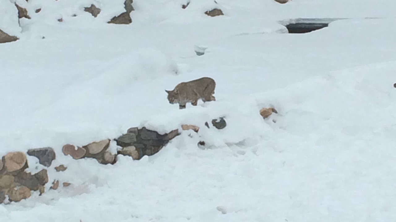 Photo of Outdoor in Estes Park