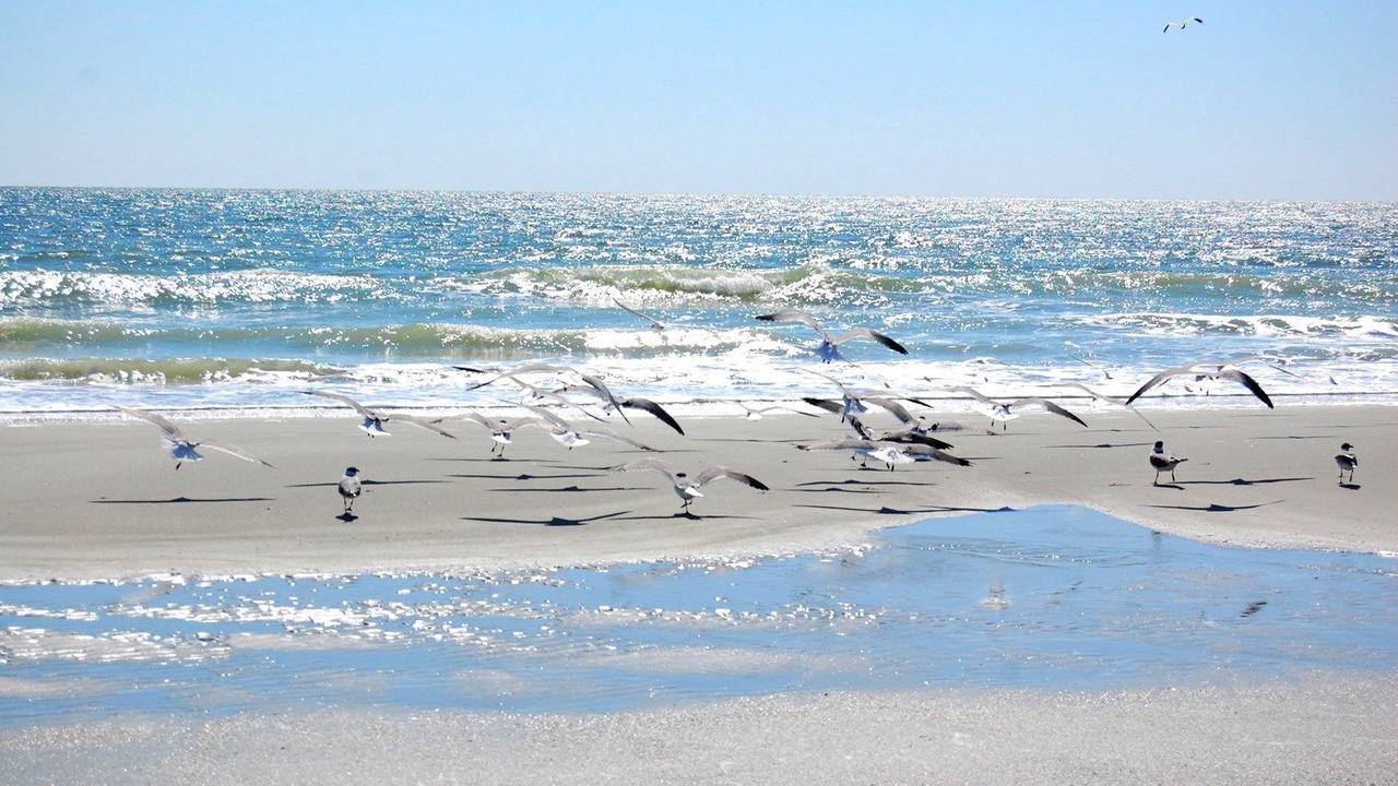Photo of Others in Myrtle Beach