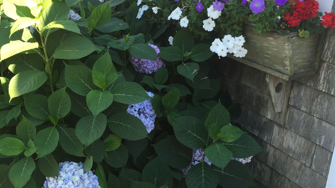 Photo of Outdoor in Nantucket Town
