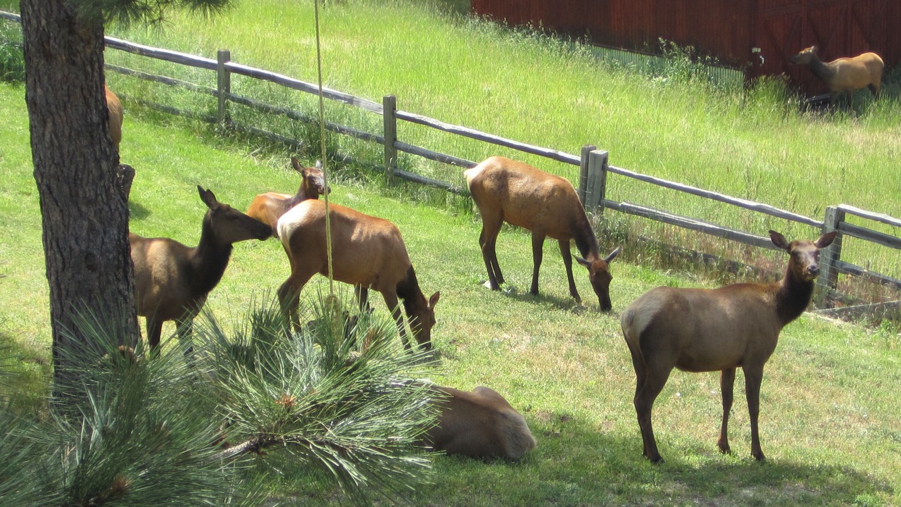 Photo of Others in Golden