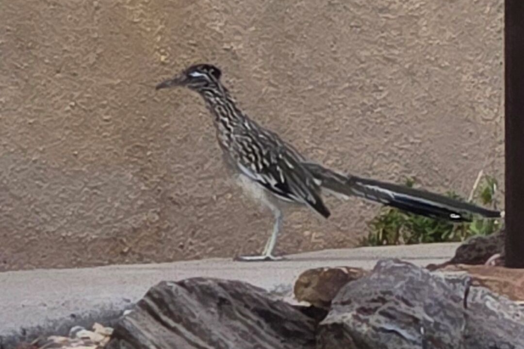 Photo of Others in Rio Rancho