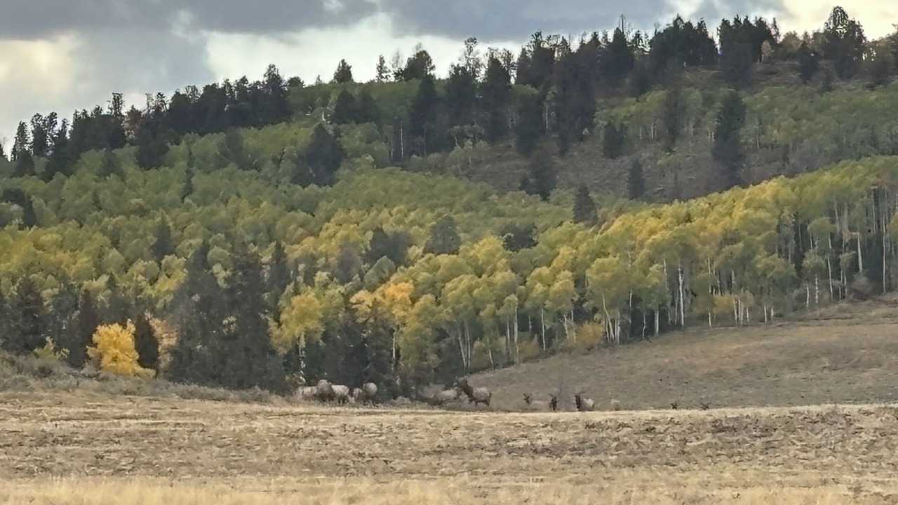 Photo of Others in Cimarron