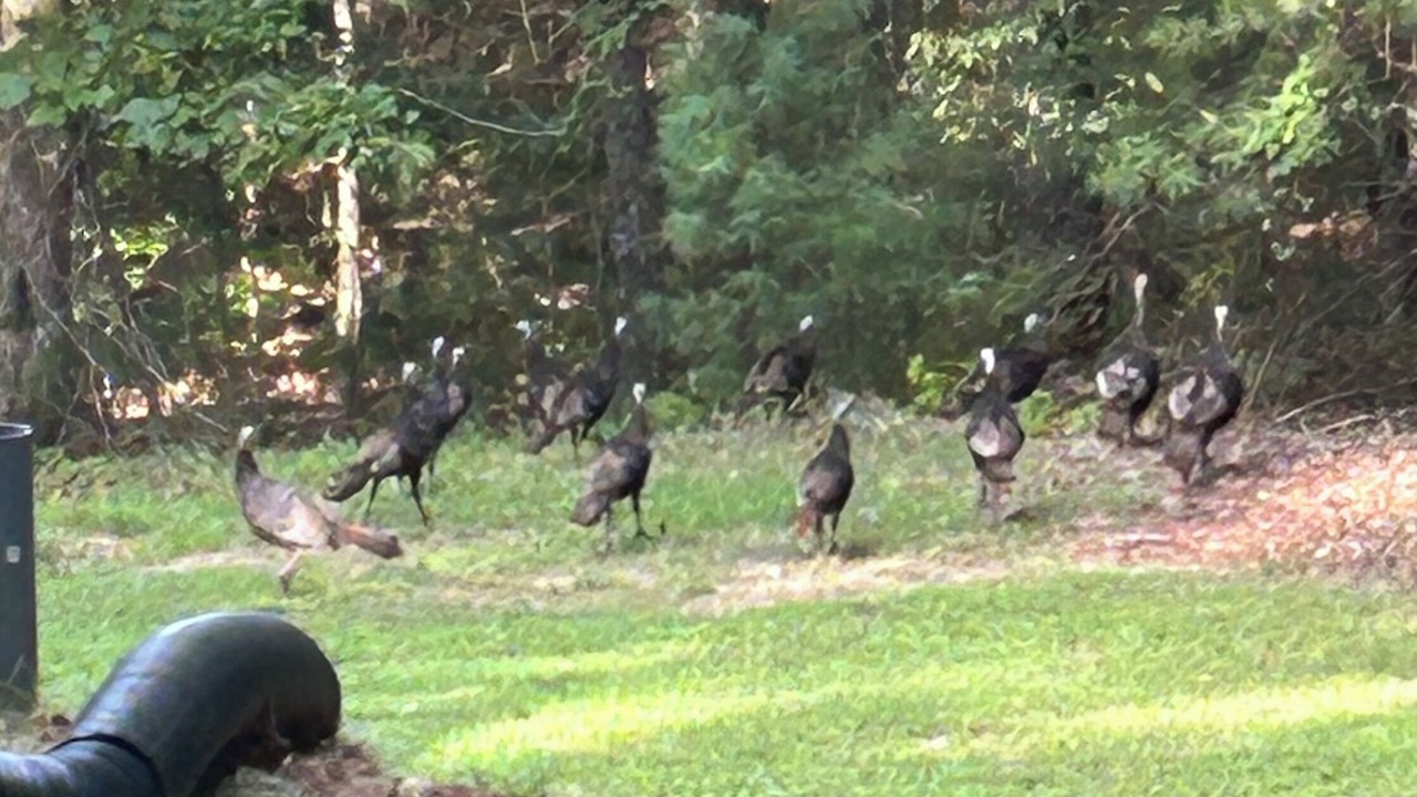 Photo of Others in Tallassee